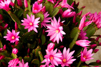 Christmas Cactus
