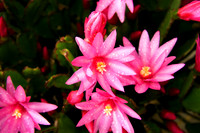 Christmas Cactus